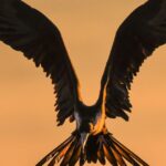 From Half-Life to Radiant Life: Embracing The Phoenix Process