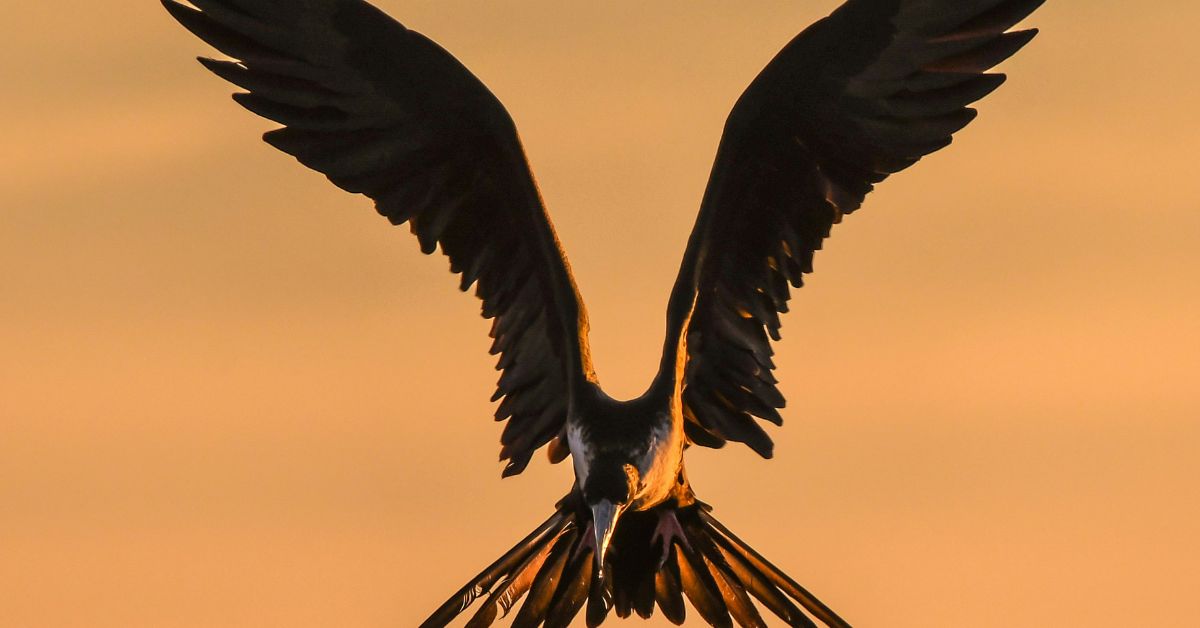 Read more about the article From Half-Life to Radiant Life: Embracing The Phoenix Process
